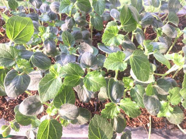 istock Baby plant-saplings 1154785750