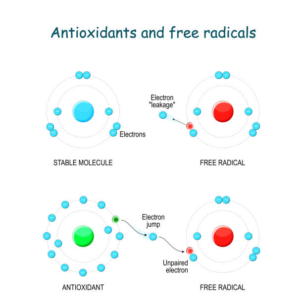 ilustraciones, imágenes clip art, dibujos animados e iconos de stock de antioxidantes y radicales libres. los radicales libres reaccionan con todo lo que las moléculas en su camino. - antioxidant