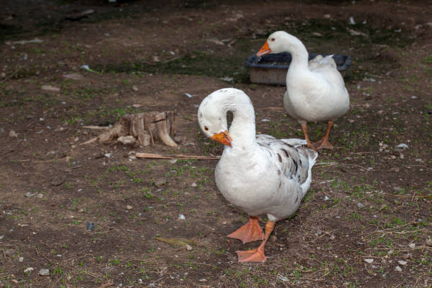 istock Two white goose in garden at thailand 1154785987