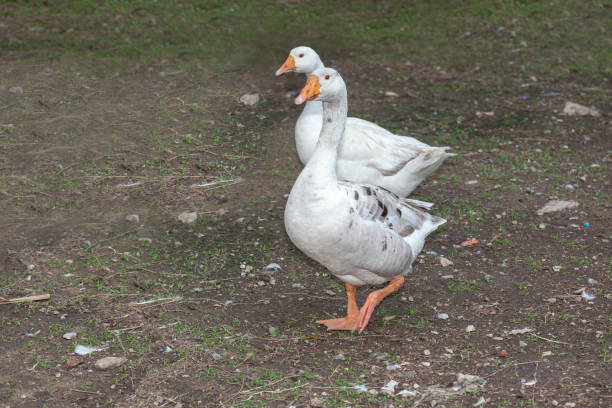 istock Two white goose in garden at thailand 1154785989