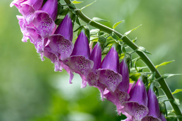 close up of beautiful purple digitalis (foxglove) flowers with a bright bokeh background close up of beautiful purple digitalis (foxglove) flowers with a bright bokeh background foxglove photos stock pictures, royalty-free photos & images