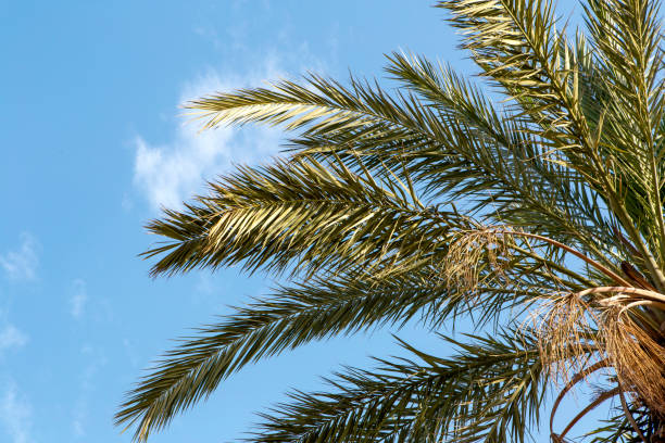 istock summer day palm leaves on a cloudy blue sky 1154786302
