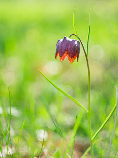 istock Fritillaria flower in the forest. 1154787558