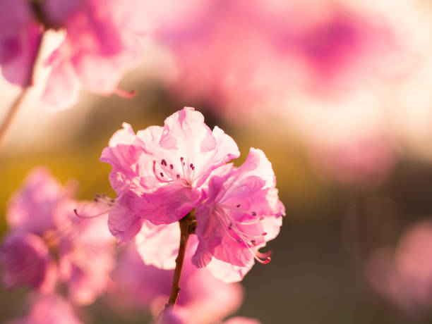 istock Pink flower of Rhododendron. 1154787638