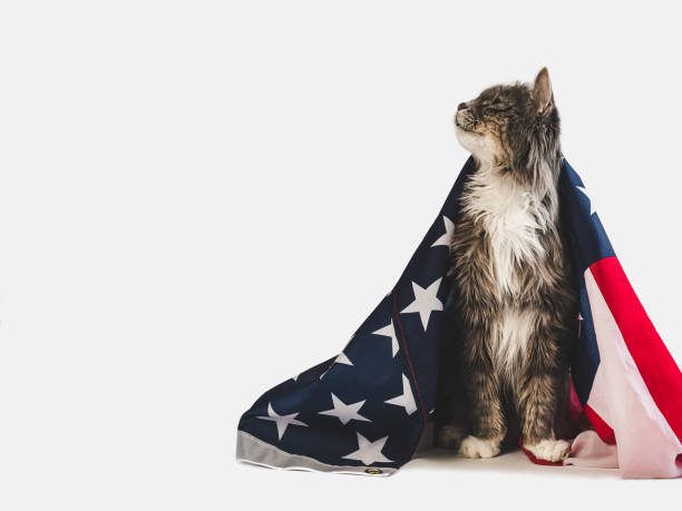 Cute kitten and American Flag. Studio photo shoot