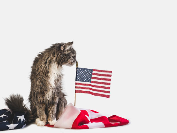 istock Cute kitten and American Flag. Studio photo shoot 1154788839