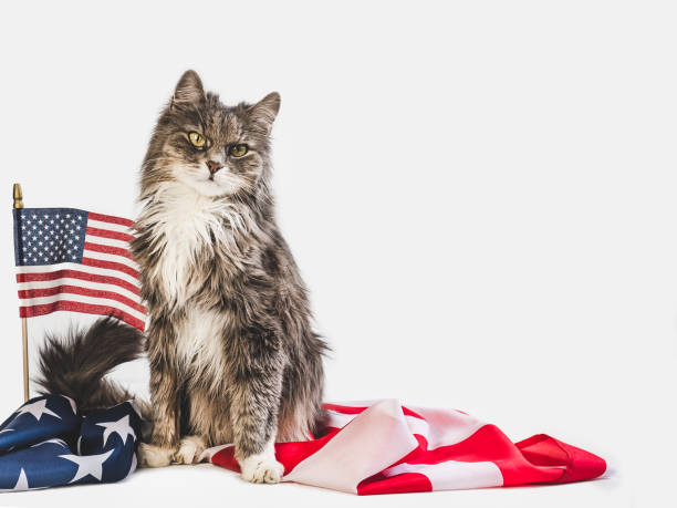 istock Cute kitten and American Flag. Studio photo shoot 1154788886