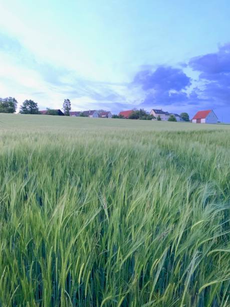 istock Wheat field and village above it 1154789551