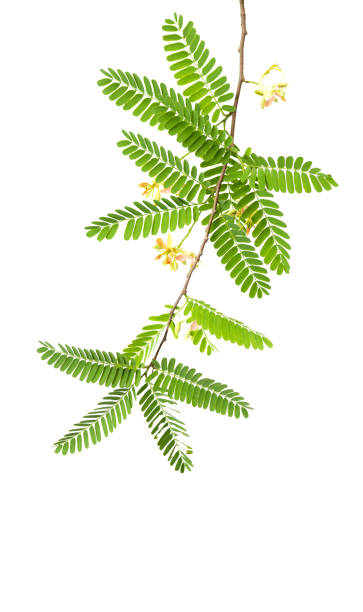 istock Beautiful Tamarind flower and leaves on white background 1154789662