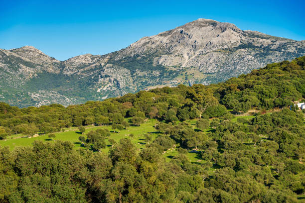 landscape near ubrique, cadiz. spain, andalusia in the park of alcornocales - ubrique imagens e fotografias de stock