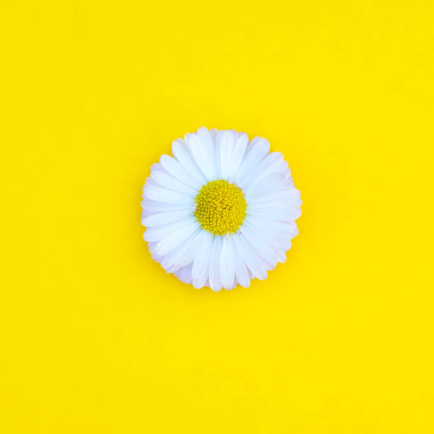 istock Spring and summer flower isolated flat lay 1154791090