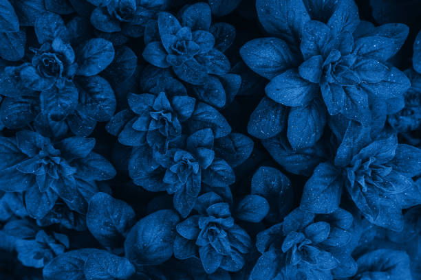 istock Bright blue pink leaves top view minimalistic background 1154791092
