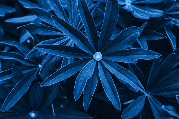 istock Bright blue pink leaves top view minimalistic background 1154791159