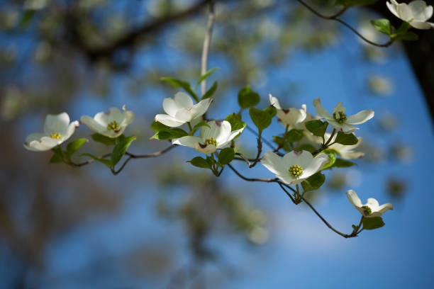 istock White Dogwood Blooms in Springtime 1154791288