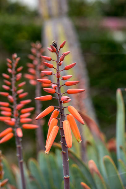 istock Aloe plant in bloom. 1154792271