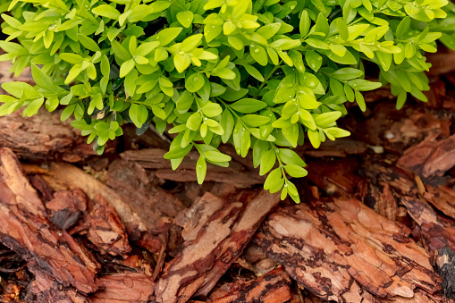 Close-up of a boxwood with pine mulch.