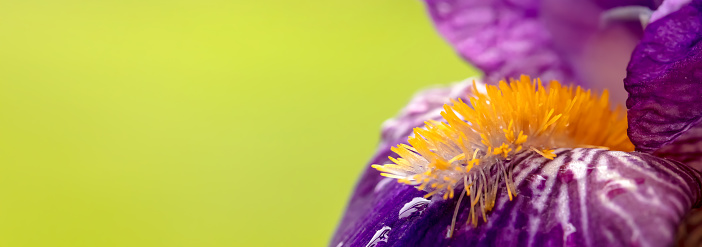 A DSLR close-up photo of a beautiful Iris flower on a green background. Much space for copy.