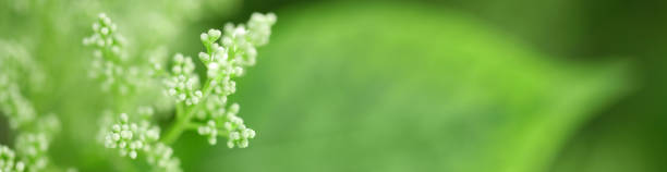 A DSLR close-up photo of a beautiful lilac branch (syringa) on a green background. Shallow depth of field. Space for copy.