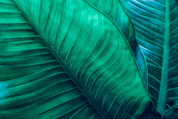 zielone tło natury liści, liść tropikalny - banana leaf plant tree fruit zdjęcia i obrazy z banku zdjęć