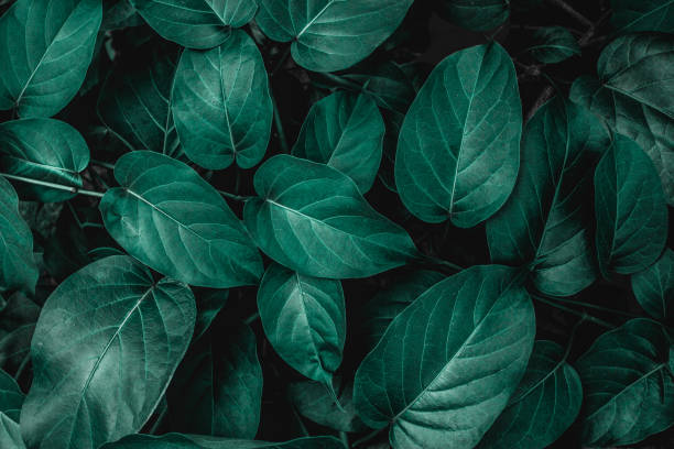 istock tropical leaves, nature background 1154794021