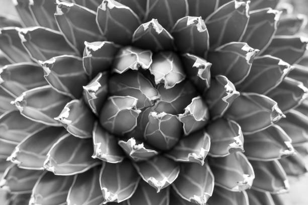 istock closeup black and white agave cactus 1154794111