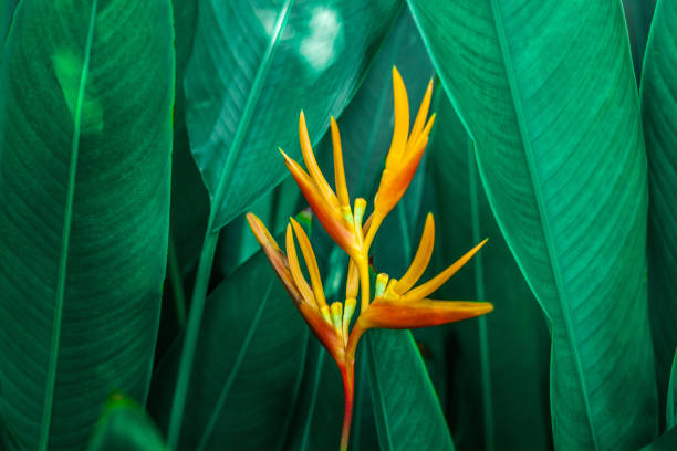 istock tropical banana leaf texture in garden 1154794135