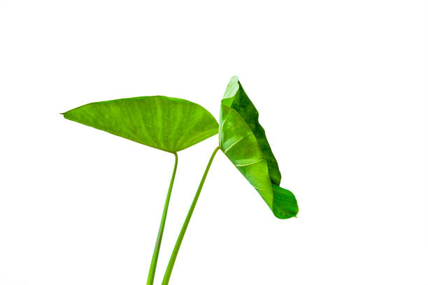 istock green colocasia esculenta leaf isolated on white background 1154794142