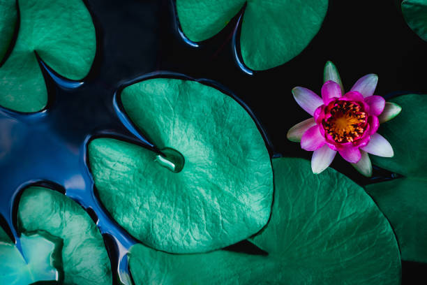 istock lotus flower in pond 1154794143