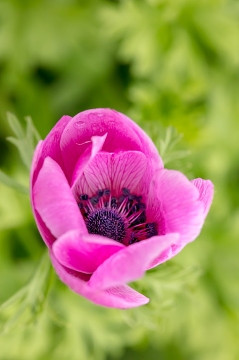 Purple anemone flowers with white background.