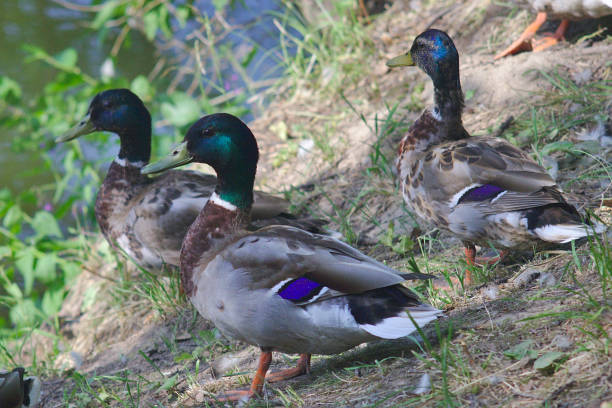 istock wild ducks in the pond, on the shore and in flight 1154794424