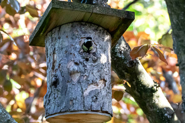 istock Can I leave the nest? 1154794526