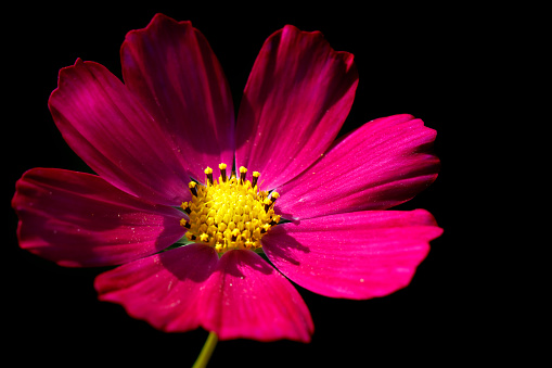 A DSLR close-up photo of a beautiful Cosmos flower on a black background.