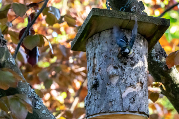 istock Great tit leaves the nest 1154794547
