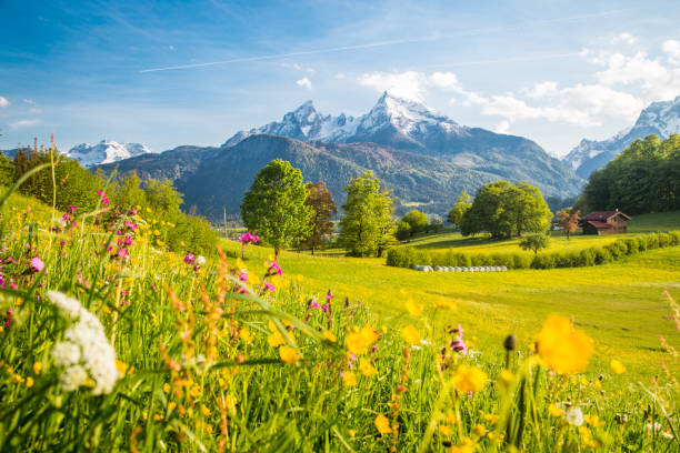 Idyllic mountain scenery in the Alps with blooming meadows in springtime Beautiful view of idyllic alpine mountain scenery with blooming meadows and snowcapped mountain peaks on a beautiful sunny day with blue sky in springtime bavarian alps photos stock pictures, royalty-free photos & images