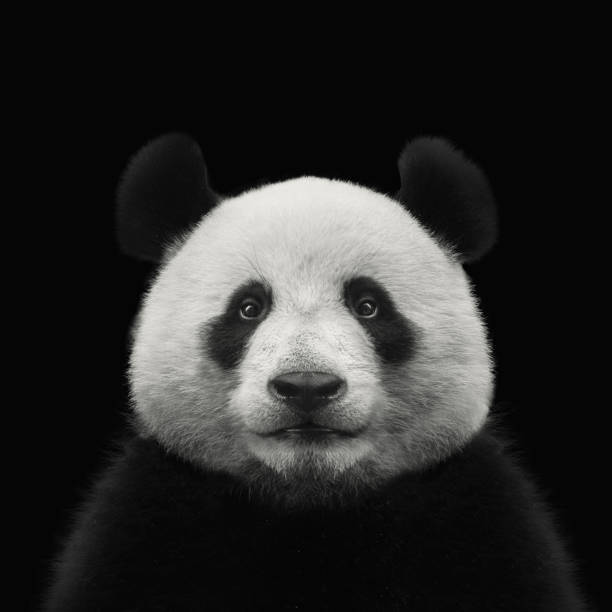 oso panda cara aislada sobre fondo negro - panda animal fotografías e imágenes de stock