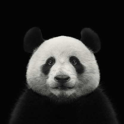 panda bear face isolated on black background