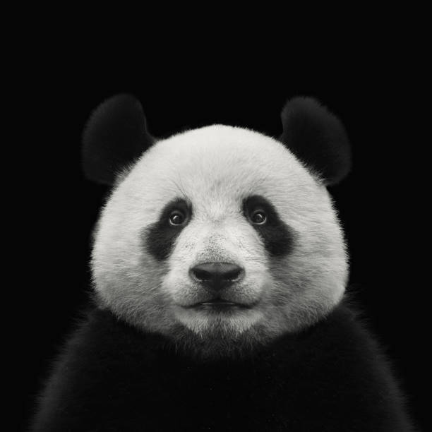 panda bear face isolated on black background panda bear face isolated on black background plush bear stock pictures, royalty-free photos & images