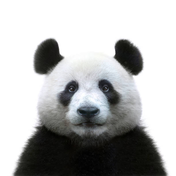 panda orso faccia isolata su sfondo bianco - panda mammifero con zampe foto e immagini stock