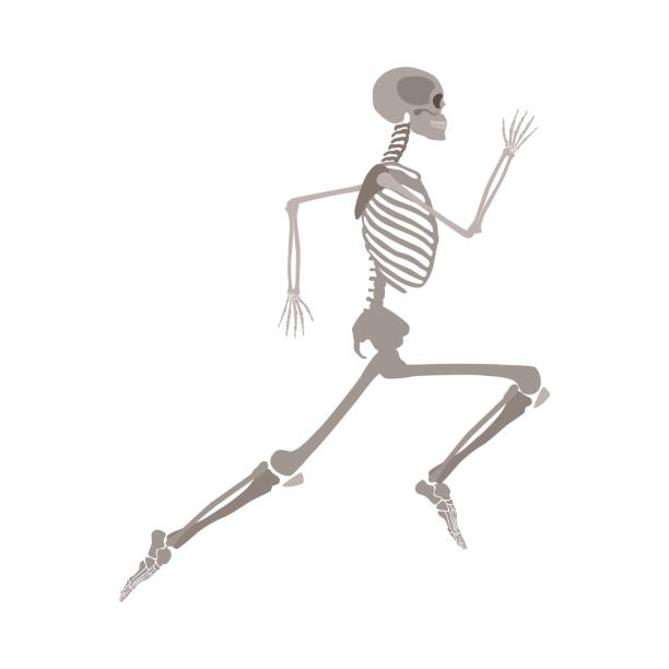 Anatomically correct skeleton running flat vector isolated on white background. Anatomically correct skeleton running flat vector illustration isolated on white background. Halloween party or medical design template showing human bones in motion. clip art of rib cage stock illustrations