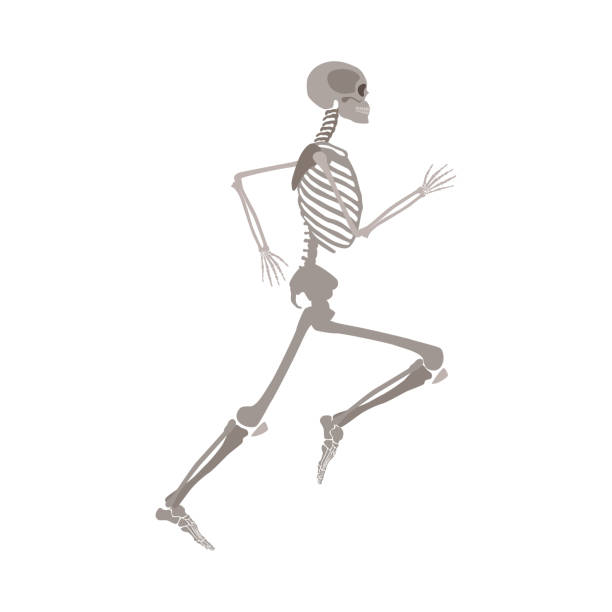 Anatomically correct skeleton running flat vector isolated on white background. Anatomy of human body skeleton in running pose flat vector illustration isolated on white background. Halloween party or medical design template showing human bones in motion. clip art of rib cage stock illustrations