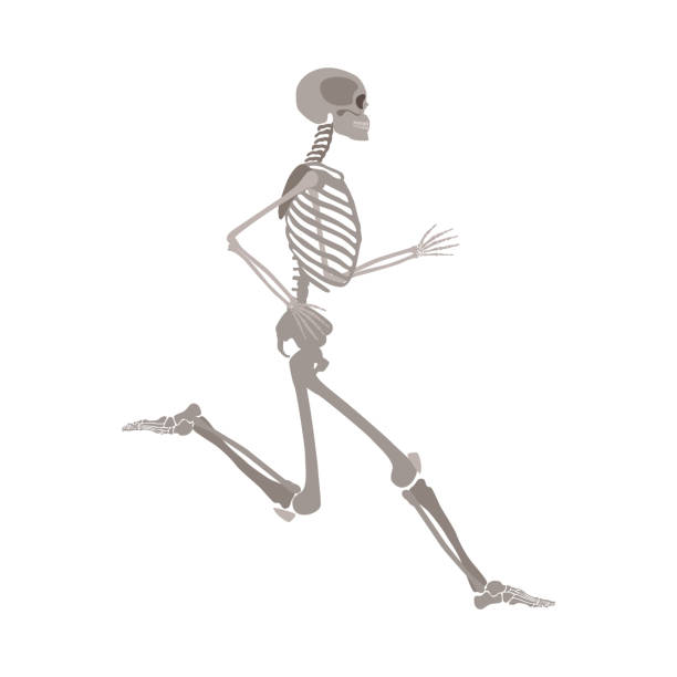 скелет человеческого тела работает плоский вектор изолированы на белом фоне. - anatomy the human body human bone white background stock illustrations