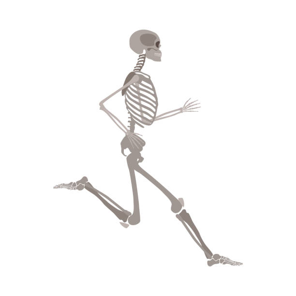 Human body skeleton running flat vector isolated on white background. Anatomically correct skeleton running flat vector illustration isolated on white background. Halloween party or medical design template showing human bones in motion. clip art of rib cage stock illustrations