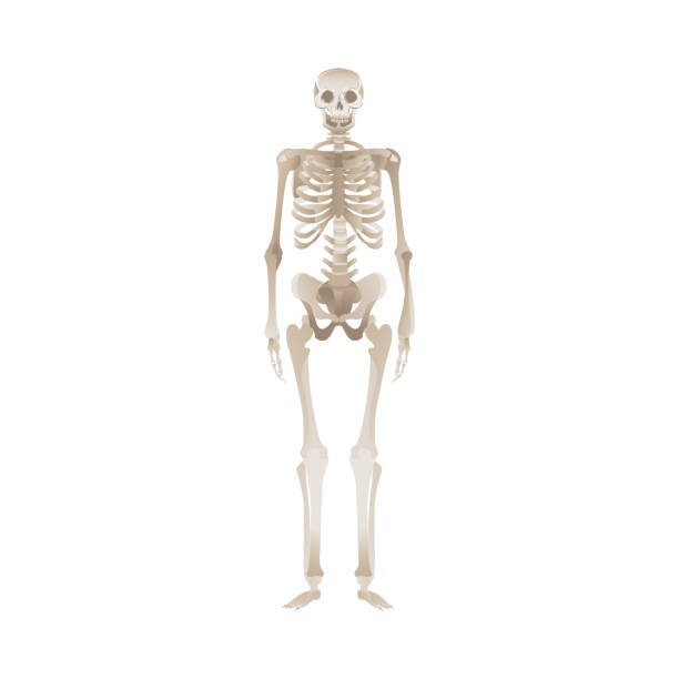 illustrations, cliparts, dessins animés et icônes de squelette humain blanc restant - human skeleton people human spine human bone