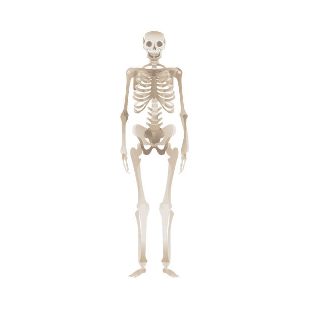 White human skeleton standing up White human skeleton standing up, dead person's body and its bones. Isolated vector illustration for medical science, biology and anatomy. clip art of rib cage stock illustrations