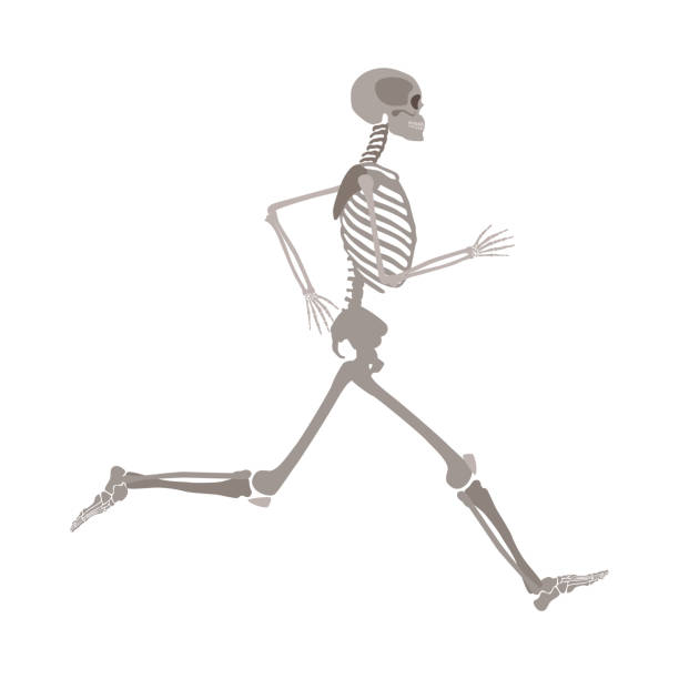 Full-length running human skeleton cartoon flat style Full-length running human skeleton cartoon flat style, vector illustration isolated on white background. Anatomy of male or female skeleton during jogging or run sports exercise clip art of rib cage stock illustrations