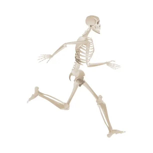 Vector illustration of Human skeleton running forward in full motion