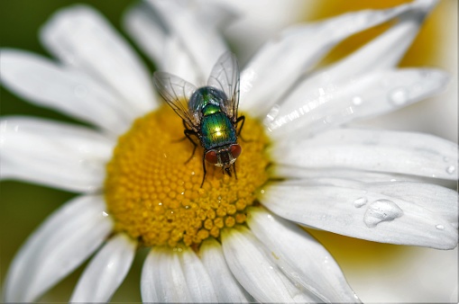 Close-up image of a fly on an oxeye daisy.