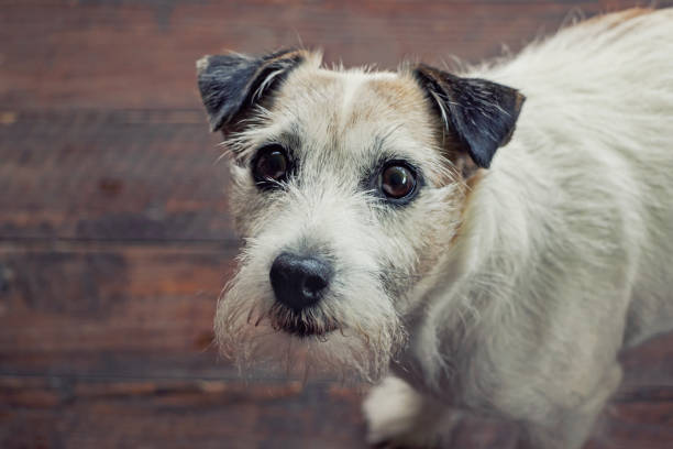 istock portrait of Parson Russell Terrier dog 1154797651