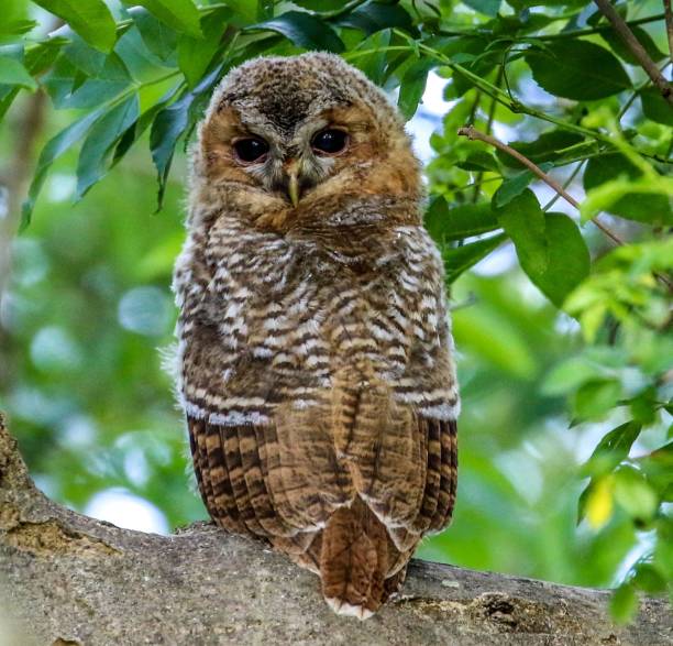 istock Young Tawny Owl at Titchfield 1154797755