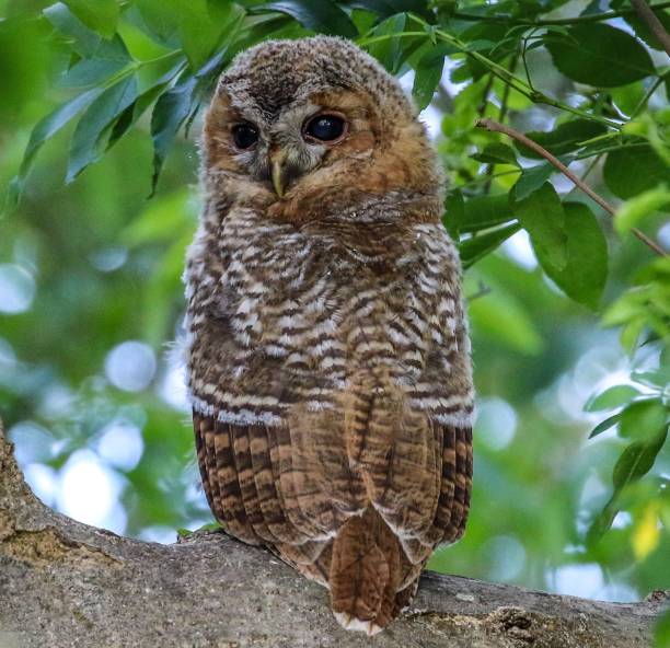 istock Young Tawny Owl at Titchfield 1154797773